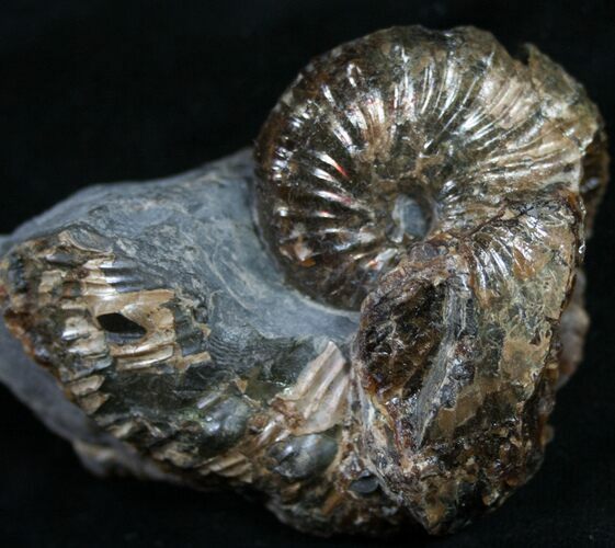 Hoploscaphites Plenus Ammonite - South Dakota #8961